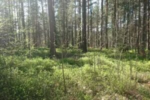 Kickelhähnchen Geschwenda