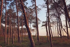 Nationalpark Vorpommersche Boddenlandschaft