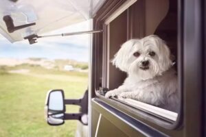 WauKids ● Wohnmobil-Urlaub mit Hund und Kind