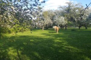 Wohnmobilstellplatz Rechlin – AlpacaCamping